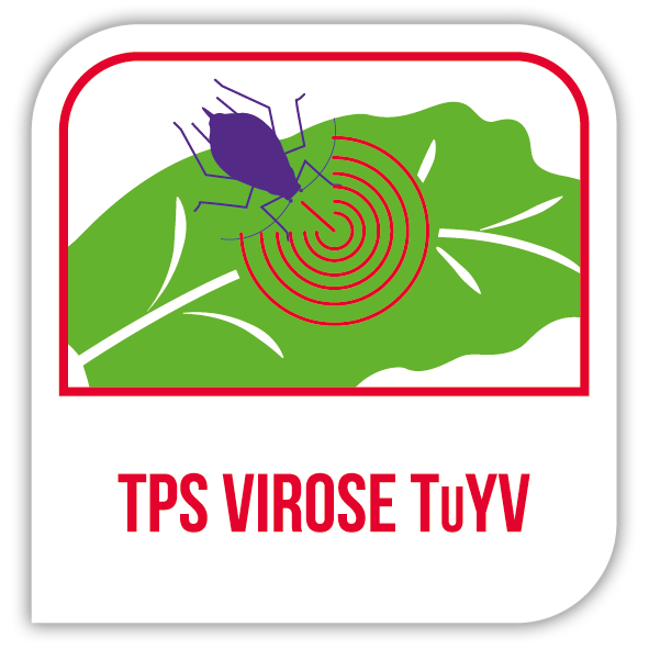 TPS virose TuYV